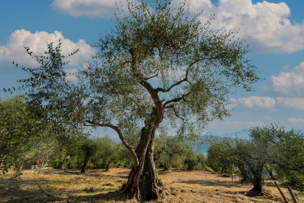 Casetta Maduneta Immersa In Un Oliveto โดลเชอักกวา ภายนอก รูปภาพ
